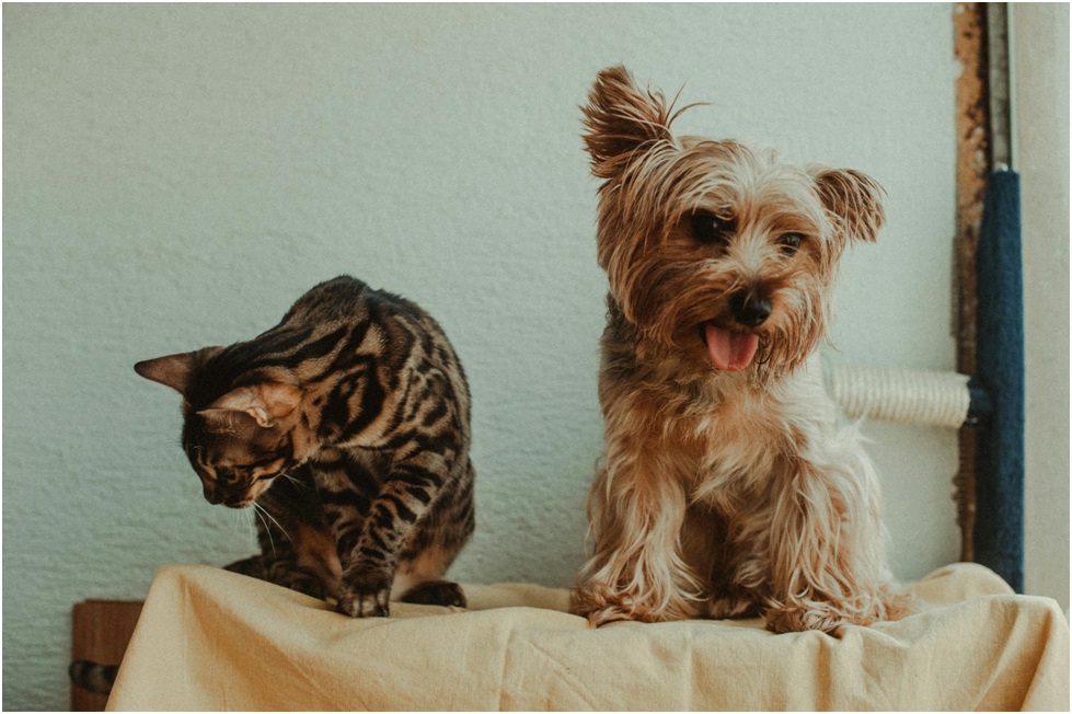 Paws and Policies: Ensuring Pet-Friendly Rentals without Sacrificing Quality